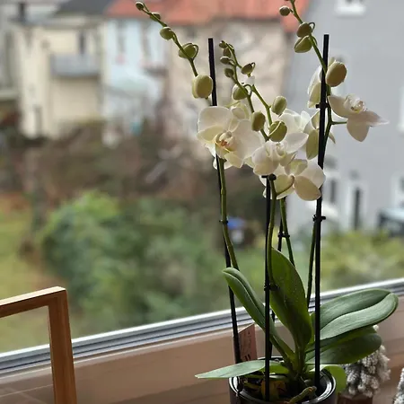 Appartement Gemuetlich Im Zentrum Von Paderborn