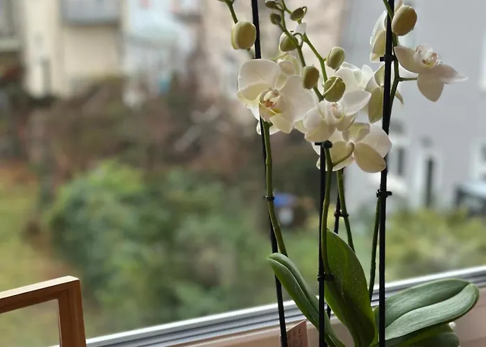 Appartement Gemuetlich Im Zentrum Von Paderborn